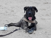 italian cane corso on the beach
